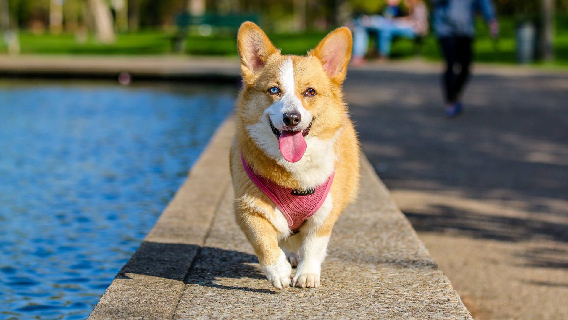 Random Dog Breed Generator
